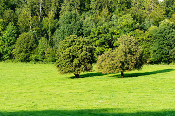 Grüne Landschaft mit Bäumen und Wald