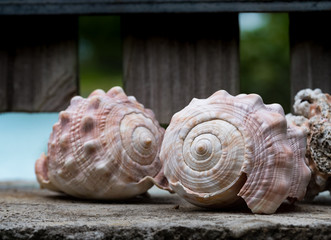 Coquillage de l'île Maurice