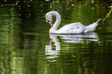 Fototapeta premium Swan in lake