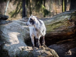 Baby goat standing on a tree trunk © sleepyhobbit