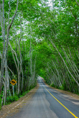 Beautiful country road