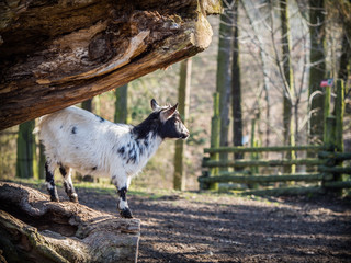 Baby goat standing on a tree trunk © sleepyhobbit
