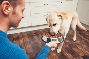 Feeding of hungry dog - Powered by Adobe