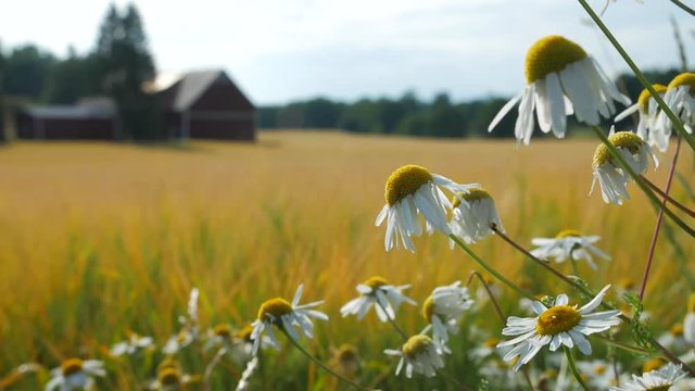 SWEDEN SCANDINAVIA: MAYWEED FLOWERS IN A BEAUTIFUL RURAL COUNTRYSIDE FIELD 4K