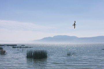 Lake in Mexico with seagull 