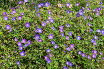 Wiesen-Storchschnabel