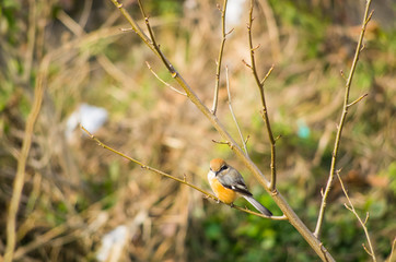 小枝にとまるモズ