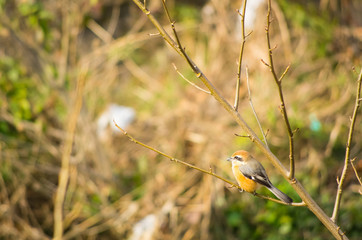 小枝にとまるモズ