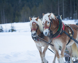 two horses pulling sledge in winter