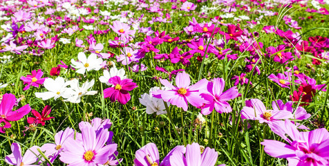 Cosmos flower in field for background