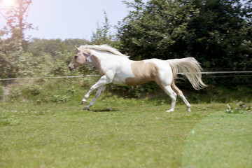 Palomino stallion gallops