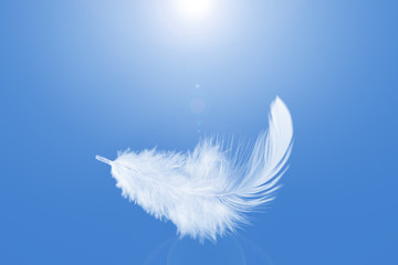White Fluffy Feathers Floating in the Sky. Swan Feathers Flying in Heavenly.	