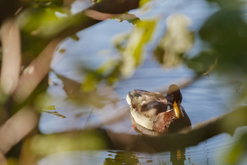 Duck on the lake in the frame of the washed out branches, close-up.