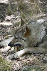 Obraz premium Wolfshund