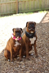 Female and Male Boxer Dogs / Brother and Sister 