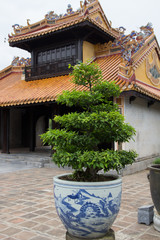 Fototapeta na wymiar bonsai in front of chinese temple