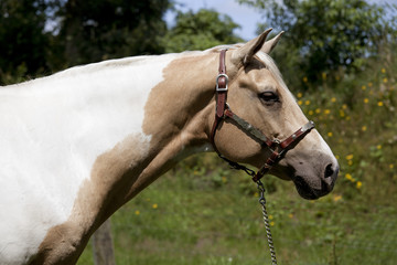 Palomino horse head