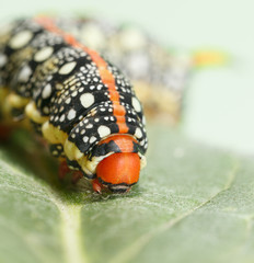 Caterpillar macro portrait