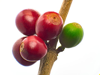 Marco Red Coffee beans ripening on tree in North of thailand