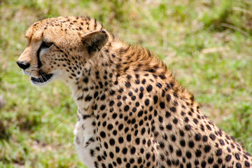Naklejka na ściany i meble Cheetah in Maasai Mara, Kenya