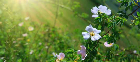 Sunlight on pink wild roses.
