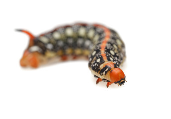 Red horn caterpillar