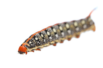 Macro of red horn caterpillar