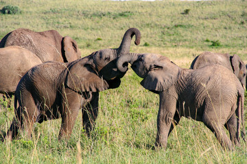Elephants playing in Maasai Mara, Kenya