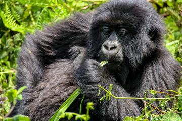 Mountain gorilla in Volcanoes National Park, Rwanda