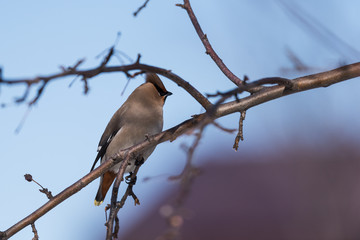 Waxwings on a tree branch