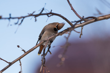 Waxwings on a tree branch