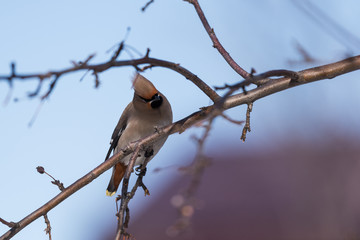 Waxwings on a tree branch