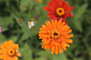 Red and orange flowers