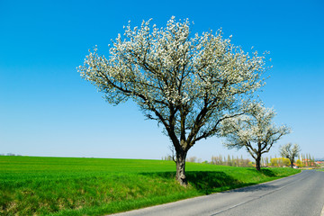 blossoming cherry roadside tree