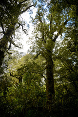Forest in New Zealand