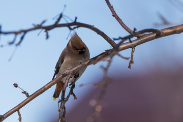 Waxwings on a tree branch