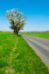 blossoming cherry roadside tree