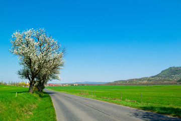 Fototapeta na wymiar blossoming cherry roadside tree
