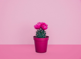 Small cactus in a flowerpot on a trendy background.