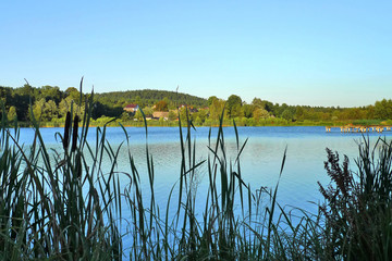 Cattails along the shore of a lake in sunset