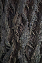Holzrinde