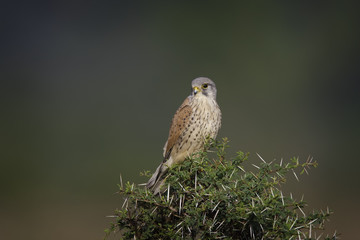 Common kestrel