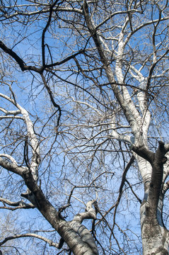 Old big platanus tree branches on blue sky background