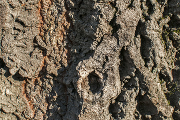 Old platanus tree bark closeup detail as natural background