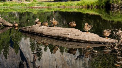 Group of ducks on a log . Early morning keeping warm in a sun.