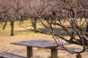 梅園・梅の蕾