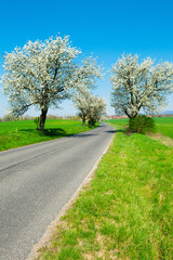 blossoming cherry roadside tree