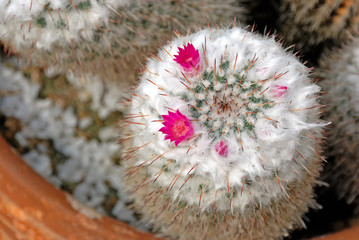 Cactus in the greenhouse Chiangmai Thailand