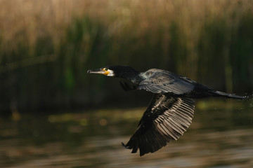cormorant - a swimmer and hunter, he has beautiful black plumage