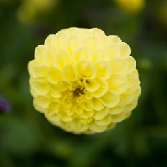 Yellow Flower 